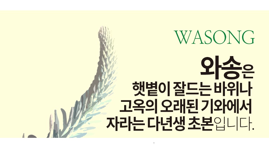 wasong500des2_114118.jpg