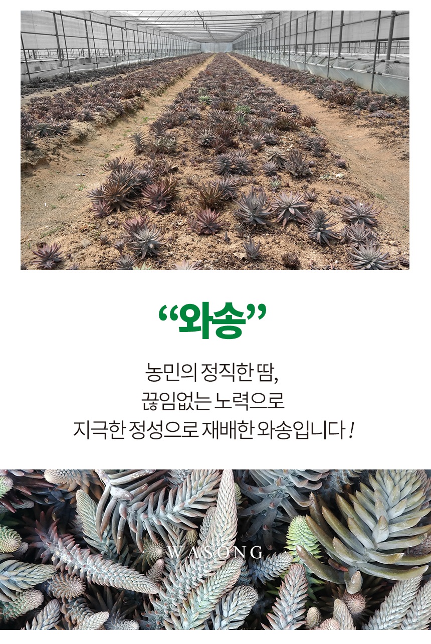 wasong500des4_114145.jpg